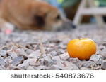 吃橙子